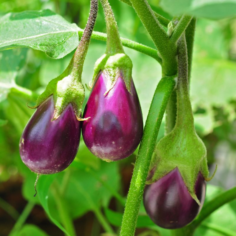 Brinjal