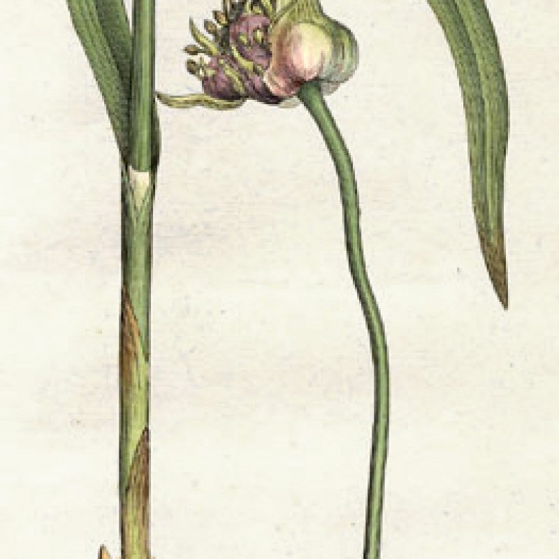 Garlic